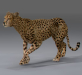 Cheetah_01