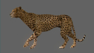 Cheetah_03