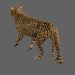 Cheetah_02