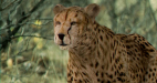 Cheetah_12