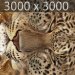 Leopard_03