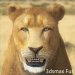 Lioness_03