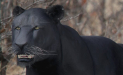 Panther_new_01