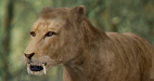 SabreTooth_02