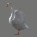 Birds Animated_49