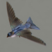 Birds Animated_45