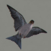 Birds Animated_46