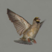 Birds Animated_36