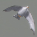 Birds Animated_32
