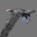 Prey_Birds_Animated_0033