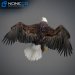 Eagle-Bald-17