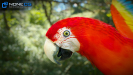 Parrot Red 01