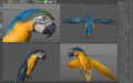 Parrot06_Cinema4D