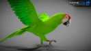 Parrot_Wild_11