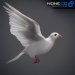 Dove_White_02