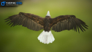 3D Bald Eagle Unity