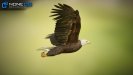 3D Bald Eagle Unity