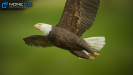 3D Bald Eagle Unity