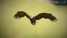 3D Bald Eagle Unity