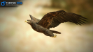 3D Golden Eagle Unity