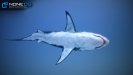 3d white shark unity