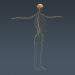 Anatomy Male Full 097
