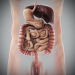 Digestive 07