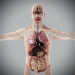 Internal Organs 01