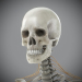 Skeletal_Nervous_03
