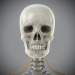 Skeletal_Nervous_16