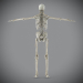 Skeletal_Nervous_20