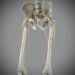 Skeletal_Nervous_21