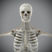 Skeletal_Nervous_02