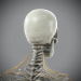 Skeletal_Nervous_17