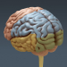 Skeletal_Nervous_011