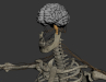 Skeletal_Nervous_06