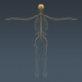 Skeletal_Nervous_013