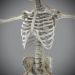 Skeletal_Nervous_13