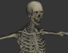 Skeletal_Nervous_07
