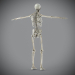 Skeletal_Nervous_12