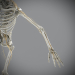 Skeletal_Nervous_15