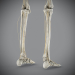 Skeletal_Nervous_24