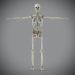 Skeletal_Nervous_19