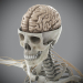 Skeletal_Nervous_05