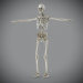 Skeletal_Nervous_11