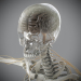 Skeletal_Nervous_04