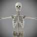 Skeletal_Nervous_18