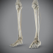 Skeletal_Nervous_23