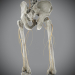 Skeletal_Nervous_22