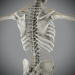 Skeletal_Nervous_14